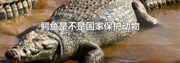 鳄鱼是不是国家保护动物