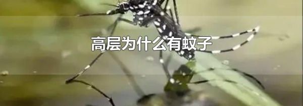 高层为什么有蚊子