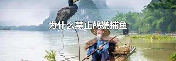 为什么禁止鸬鹚捕鱼