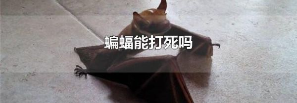 蝙蝠能打死吗