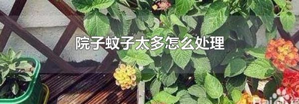 院子蚊子太多怎么处理