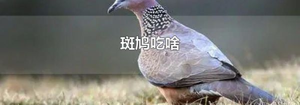 斑鸠吃啥