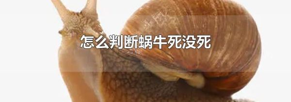 怎么判断蜗牛死没死