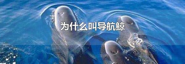 为什么叫导航鲸