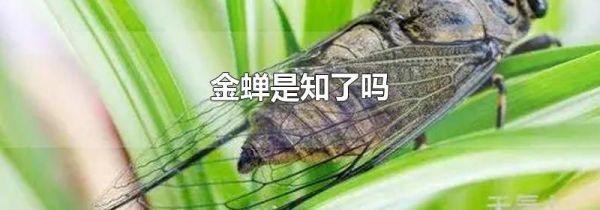 金蝉是知了吗