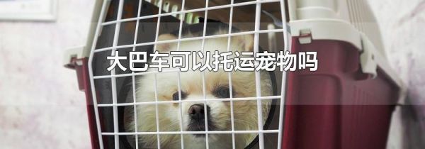 大巴车可以托运宠物吗