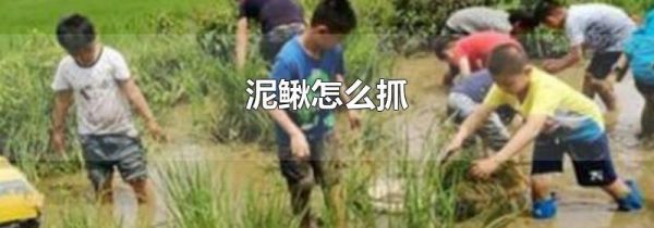 泥鳅怎么抓