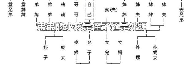 弟弟的小孩是侄子还是外甥