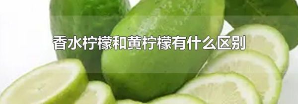 香水柠檬和黄柠檬有什么区别