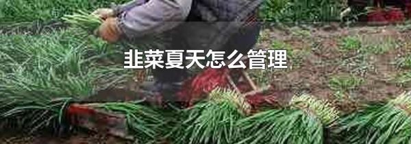 韭菜夏天怎么管理