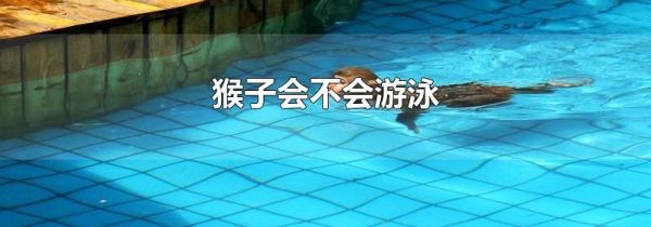 猴子会不会游泳