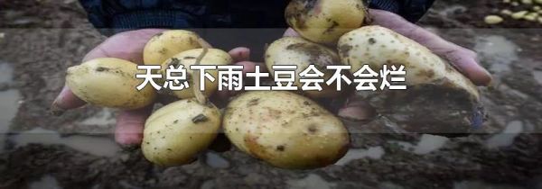 天总下雨土豆会不会烂