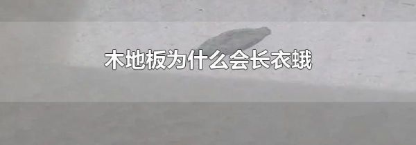 木地板为什么会长衣蛾