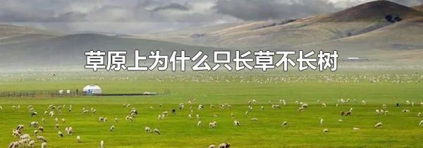 草原上为什么只长草不长树