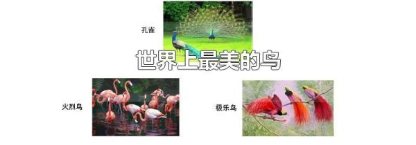 世界上最美的鸟