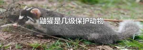 鼬獾是几级保护动物