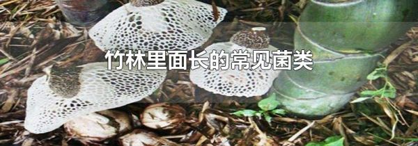 竹林里面长的常见菌类