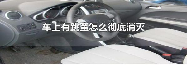 车上有跳蚤怎么彻底消灭