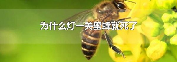 为什么灯一关蜜蜂就死了