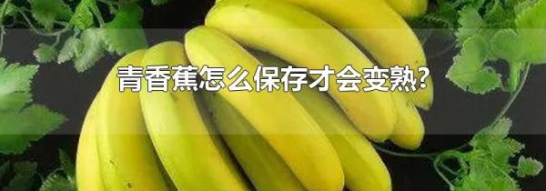 青香蕉怎么保存才会变熟?