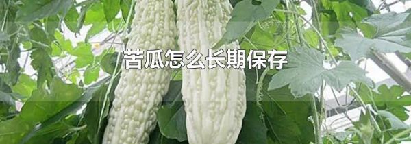 苦瓜怎么长期保存