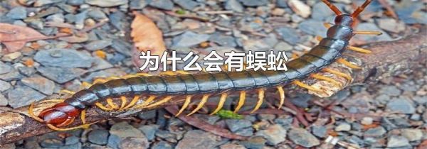为什么会有蜈蚣