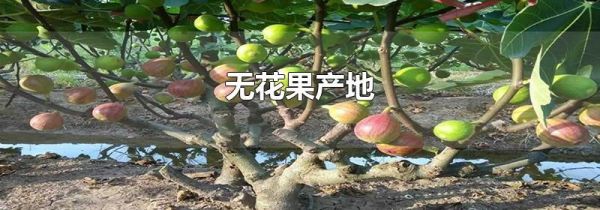 无花果产地