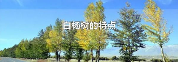 白杨树的特点