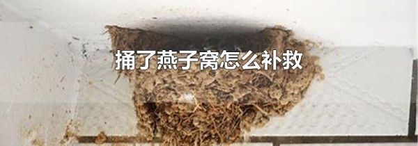 捅了燕子窝怎么补救