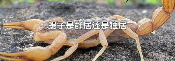 蝎子是群居还是独居