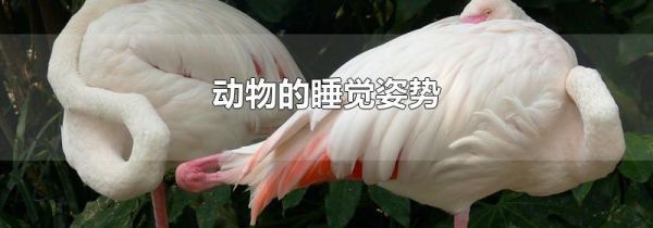 动物的睡觉姿势