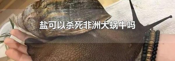 盐可以杀死非洲大蜗牛吗