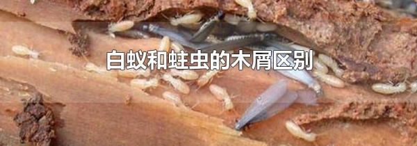 白蚁和蛀虫的木屑区别