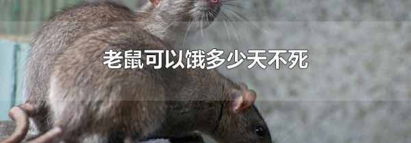 老鼠可以饿多少天不死