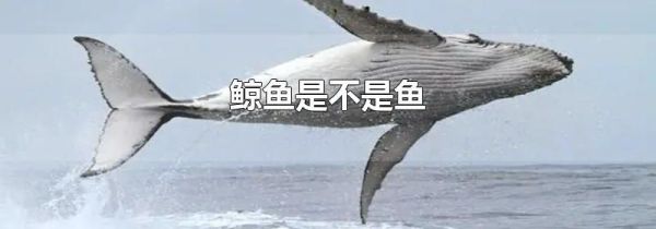 鲸鱼是不是鱼