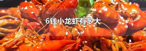 6钱小龙虾有多大