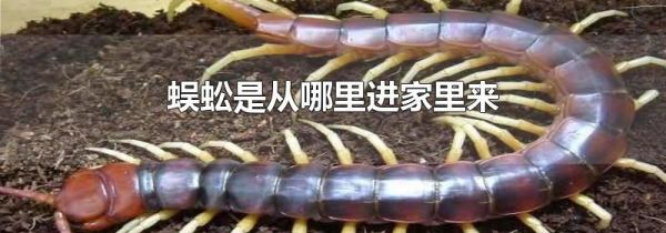 蜈蚣是从哪里进家里来