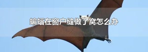 蝙蝠在窗户缝做了窝怎么办