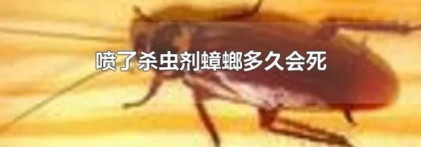 喷了杀虫剂蟑螂多久会死