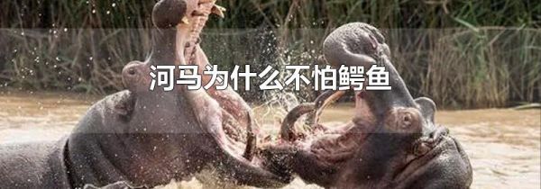 河马为什么不怕鳄鱼