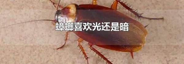 蟑螂喜欢光还是暗