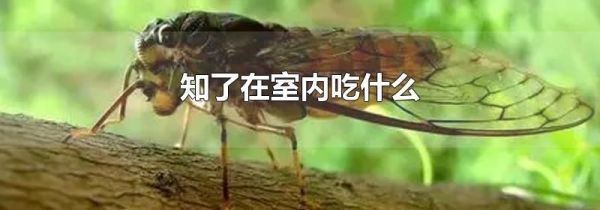 知了在室内吃什么