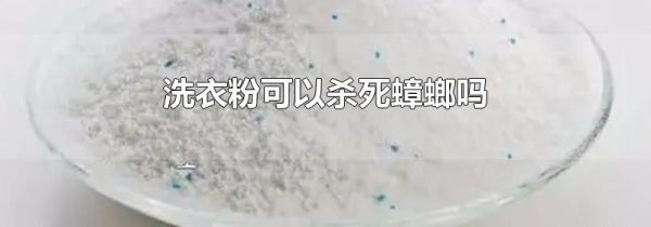 洗衣粉可以杀死蟑螂吗