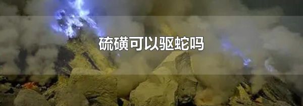 硫磺可以驱蛇吗