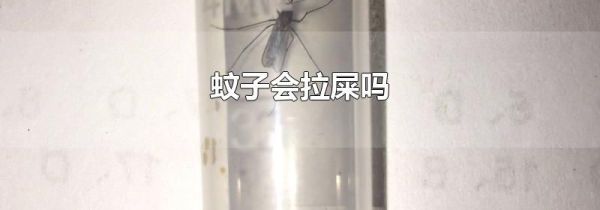 蚊子会拉屎吗