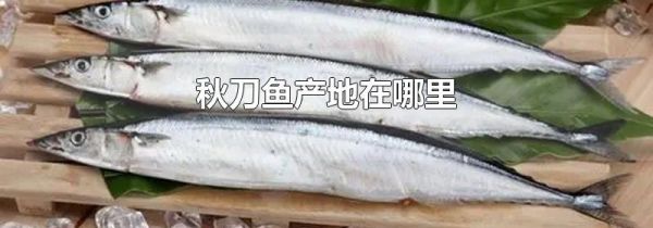 秋刀鱼产地在哪里