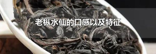 老枞水仙的口感以及特征