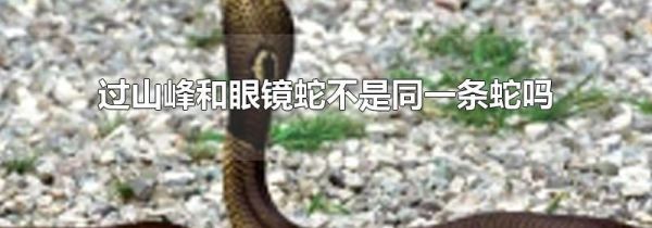 过山峰和眼镜蛇不是同一条蛇吗