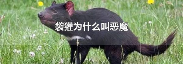 袋獾为什么叫恶魔