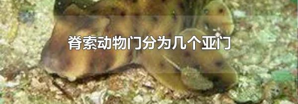 脊索动物门分为几个亚门